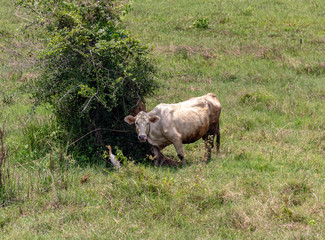 White Cow by a bush with a white bird in attendance, Thailand.
