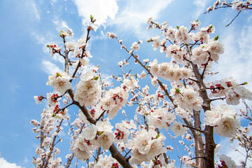 Apricot tree flowers with soft focus. Spring white flowers on a tree branch. Apricot tree in bloom.