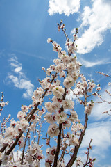 Apricot tree flowers with soft focus. Spring white flowers on a tree branch. Apricot tree in bloom.