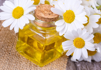 Essential oil in glass bottle with fresh chamomile flowers, beauty treatment.