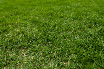 Green lawn in the park