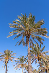 Obraz na płótnie Canvas Palm trees by the beach at Valencia Spain