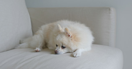 White pomeranian sleep on sofa
