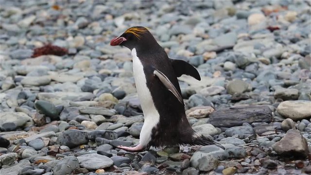 Macaroni penguin on a stone beach on South Georgia