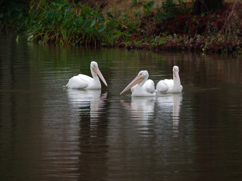Pelicans on a lake in Baton Rouge, Louisiana.