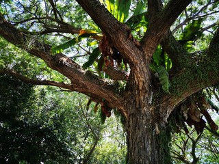 Fototapeta na wymiar Closeup with the branches tree. 