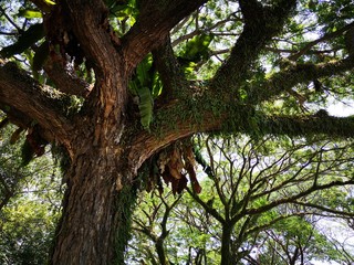 Obraz premium Closeup with the branches tree. 