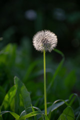 Dandelion with Green Garden Background with soft focus and green bokeh