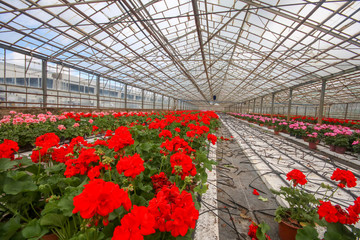 Geranium flowers in garden, greenhouse. Colorful flowers.