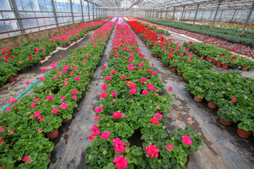 Fototapeta na wymiar Geranium flowers in garden, greenhouse. Colorful flowers.