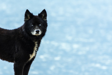 Black dog standing on the beach.