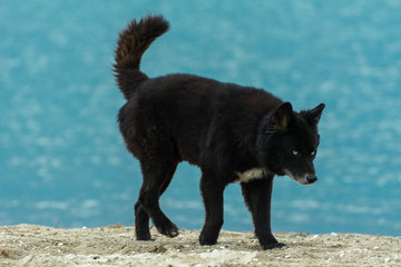 Black dog standing on the beach.