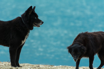 Black dog standing on the beach.