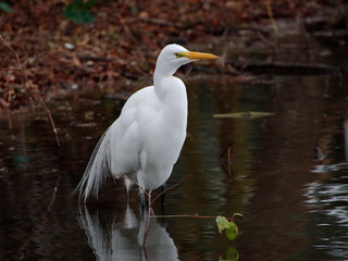 Great egret in the water in Baton Rouge, Louisiana.