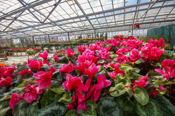 Cyclamen flower in garden, green house. Izmir / Turkey