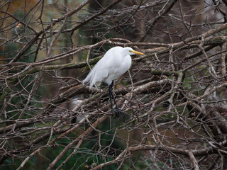 Great egret on a cypress tree in Baton Rouge, Louisiana.