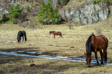 horses grazing in a meadow in the Altai mountains