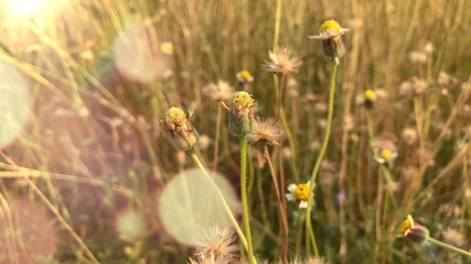 Wild grass in a field and flowers with sunlight flare and bokeh effects.