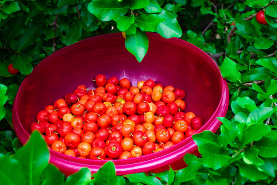 acerolas in bowls