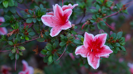 Beautiful pink azalea flower.