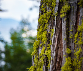 Obraz premium moss on a tree