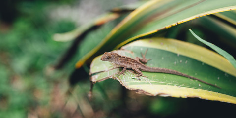lizard