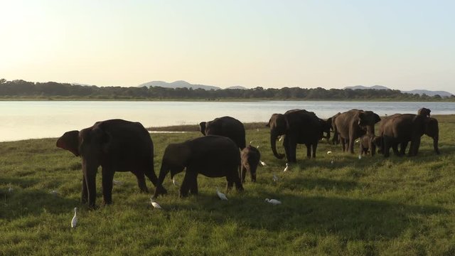 Wild elephants eating grass, Hurulu Eco Park, Sri Lanka.Hurulu Eco Park is a huge area of forest, grassland and lagoons