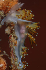 Nudibranch