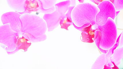 Fototapeta na wymiar Flowers background with copy space. Orchid frame. Soft colors. Selective focus.