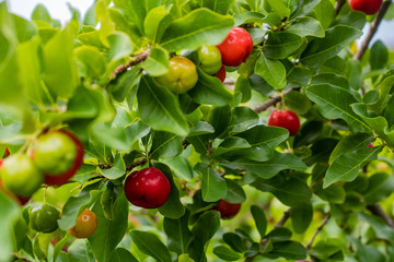 acerola on tree