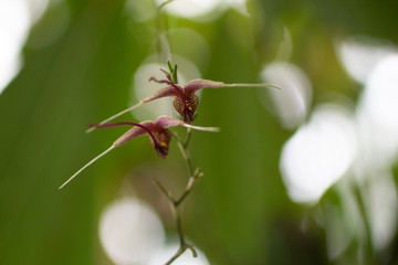 exotic collection of orchids