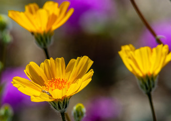 Desert Flowers