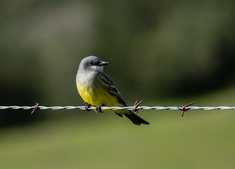 Flycatcher on the Wire