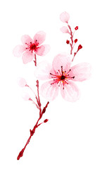 Watercolor sakura branch hand painted.