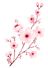 Watercolor cherry blossom branch hand painted.