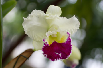 exotic collection of orchids