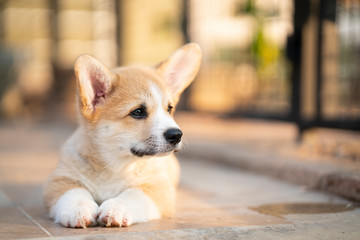Cute Corgi Dog Puppies Lying Relaxing And Sleeping In Summer Sunny Day Wall Mural Tatomm Cute Corgi Dog Puppies Lying Relaxing And Sleeping In Summer Sunny Day Wall Mural Tatomm