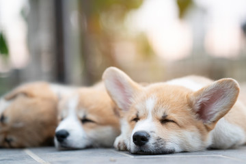 Cute Corgi Dog Puppies Lying Relaxing And Sleeping In Summer Sunny Day Wall Mural Tatomm Cute Corgi Dog Puppies Lying Relaxing And Sleeping In Summer Sunny Day Wall Mural Tatomm