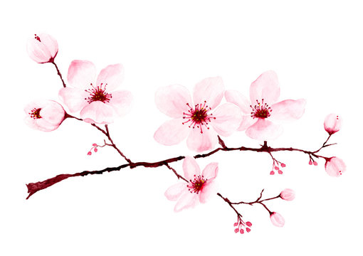 Watercolor cherry blossom branches hand painted.