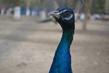  peacock head