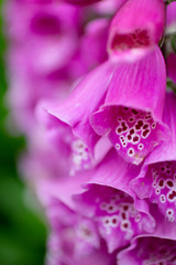 Fototapeta na wymiar Foxglove flowers in the garden