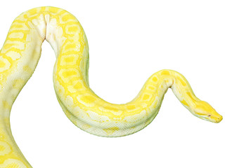 Closeup and clop giant gold boa snake isolate on white background and make with clipping paths.