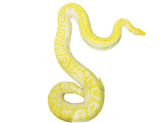 Giant gold boa snake isolate on white background and make with clipping paths. clipping paths.