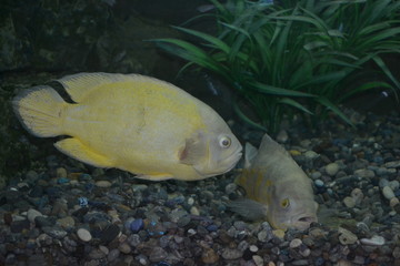  yellow fish in aquarium