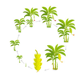 Round Crop cycle for banana tree. Crop stages bananas palm. Circular growing plants. Round harvest growth biology. Musa vector Illustration. © Ilia