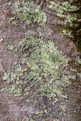 Green lichen and  moss on a tree bark background ~NATURE'S TEXTURES~