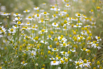 Endless field of chamomile flowers