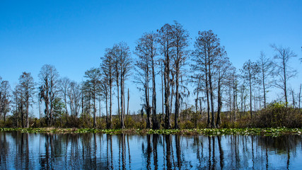 Cypress River Tree Line
