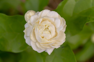 Jasmine flower bloom