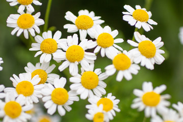 A closeup shot of several chamomile flowers in the garden